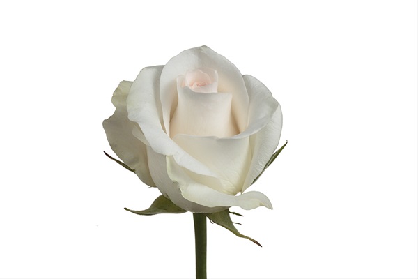 Rose Bridal Akito - Standard Rose - Roses - Flowers by category